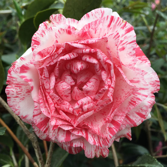 Camellia japonica 'Campari Var'