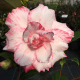 Camellia japonica 'Campari Var'