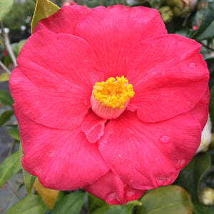 Camellia japonica 'Carlton Maryott'