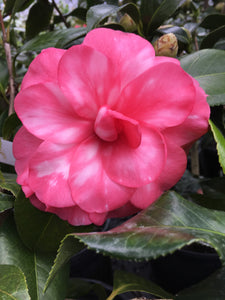 Camellia japonica 'Carol Humphery Var.'