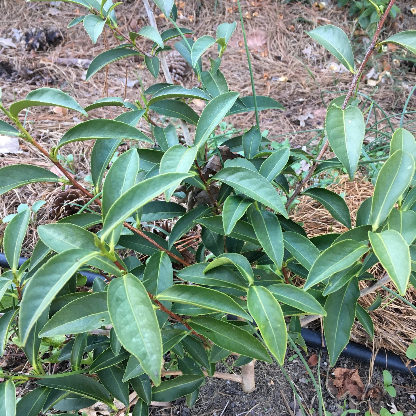 Camellia sinensis 'Chia Tsao'