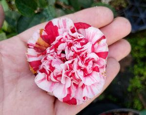 Camellia japonica 'Chris Bergamini'