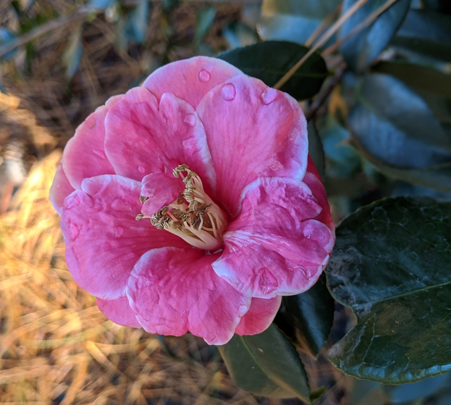 Camellia x vernalis 'Christmas Candy'