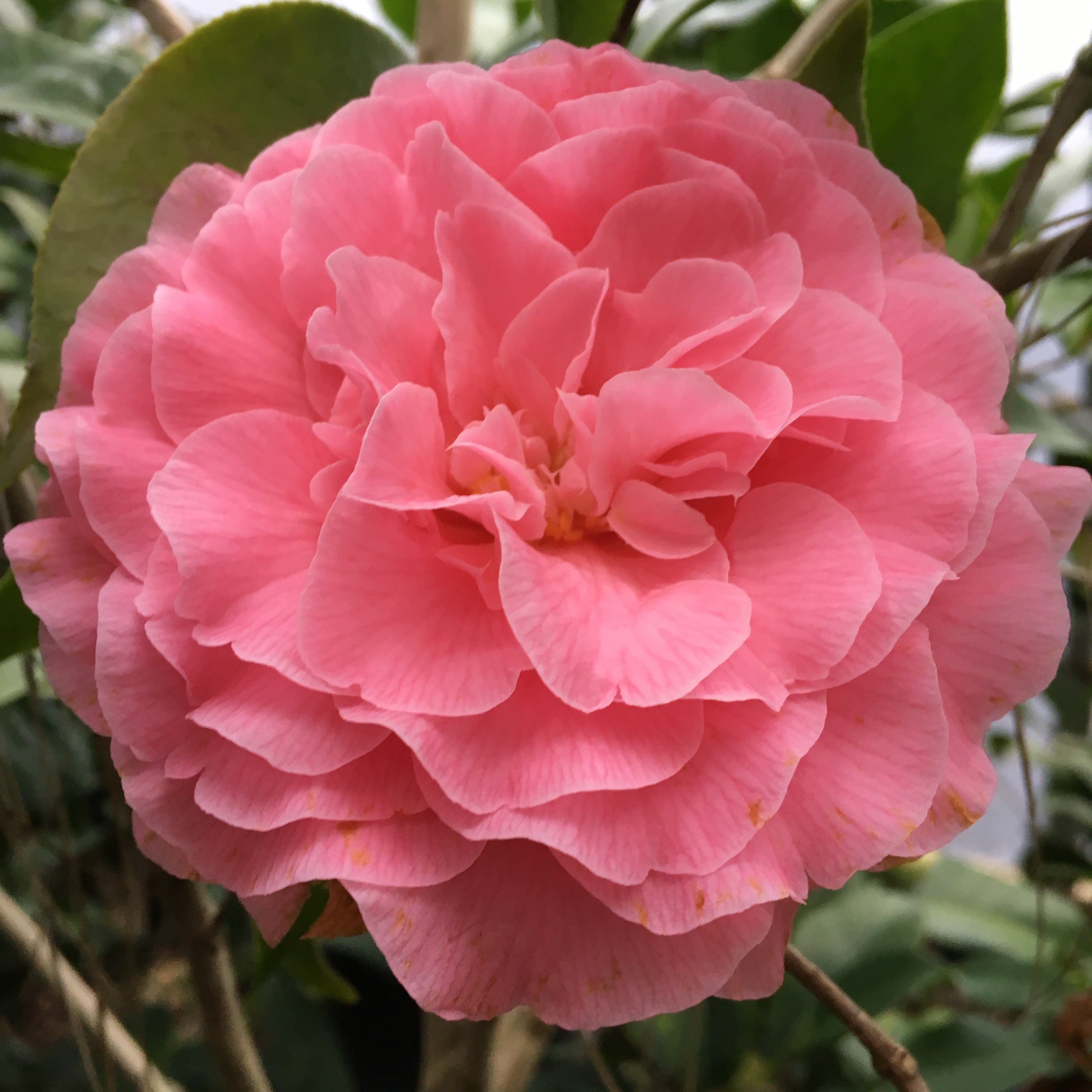 Camellia 'Cile Mitchell' Camellia Forest Nursery