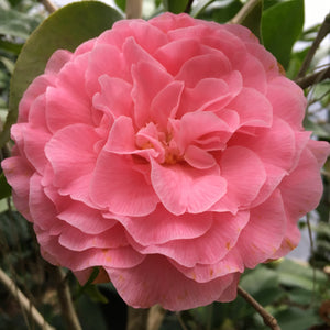 Camellia x 'Cile Mitchell'