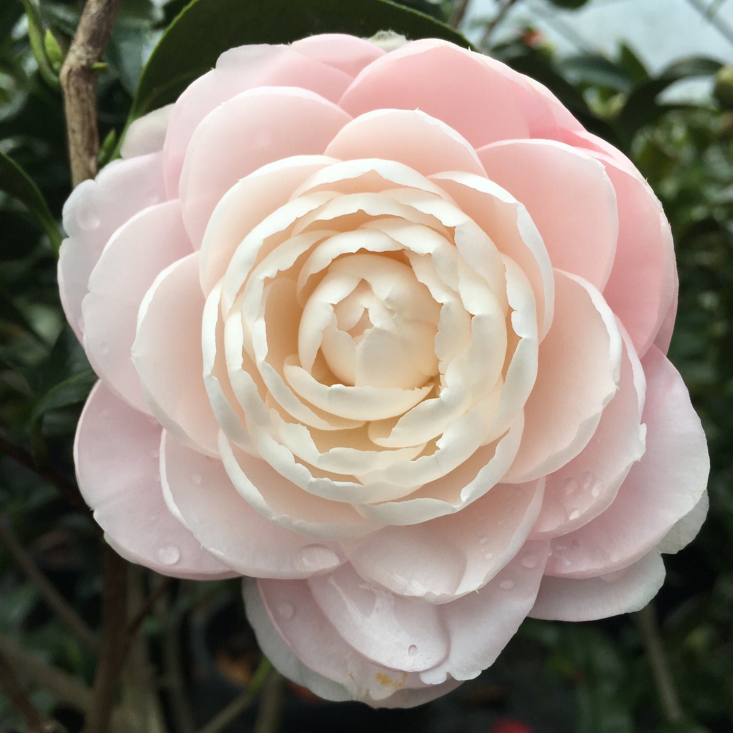 Camellia japonica 'Classic Pink'