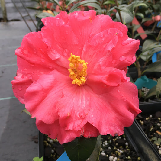 Camellia x williamsii 'Coral Delight'