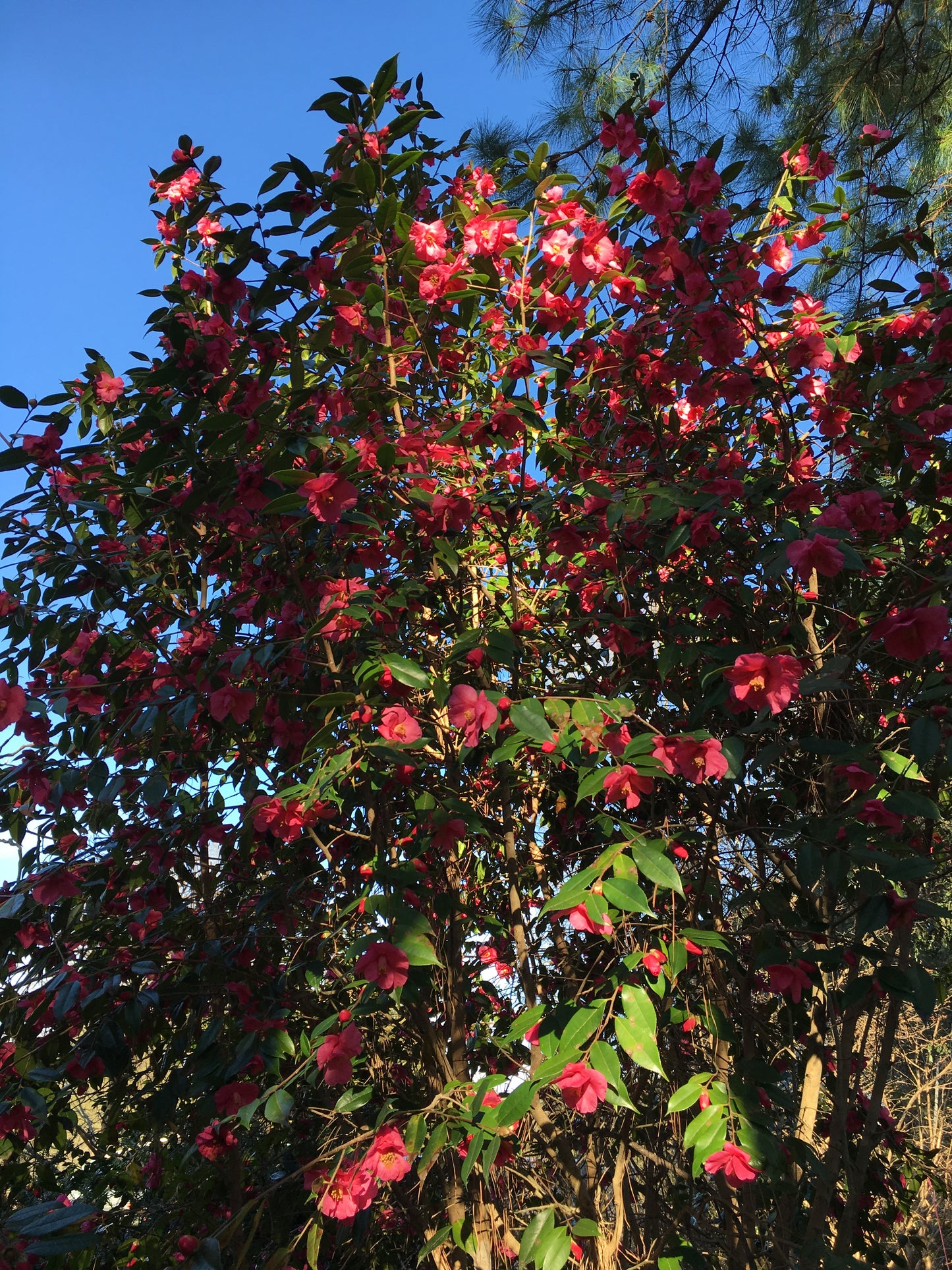 Camellia x 'Crimson Candles'