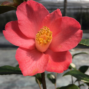 Camellia x williamsii 'Cupcake'
