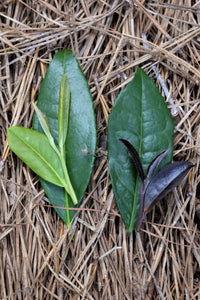 2024 Tea Harvest & Processing Workshop