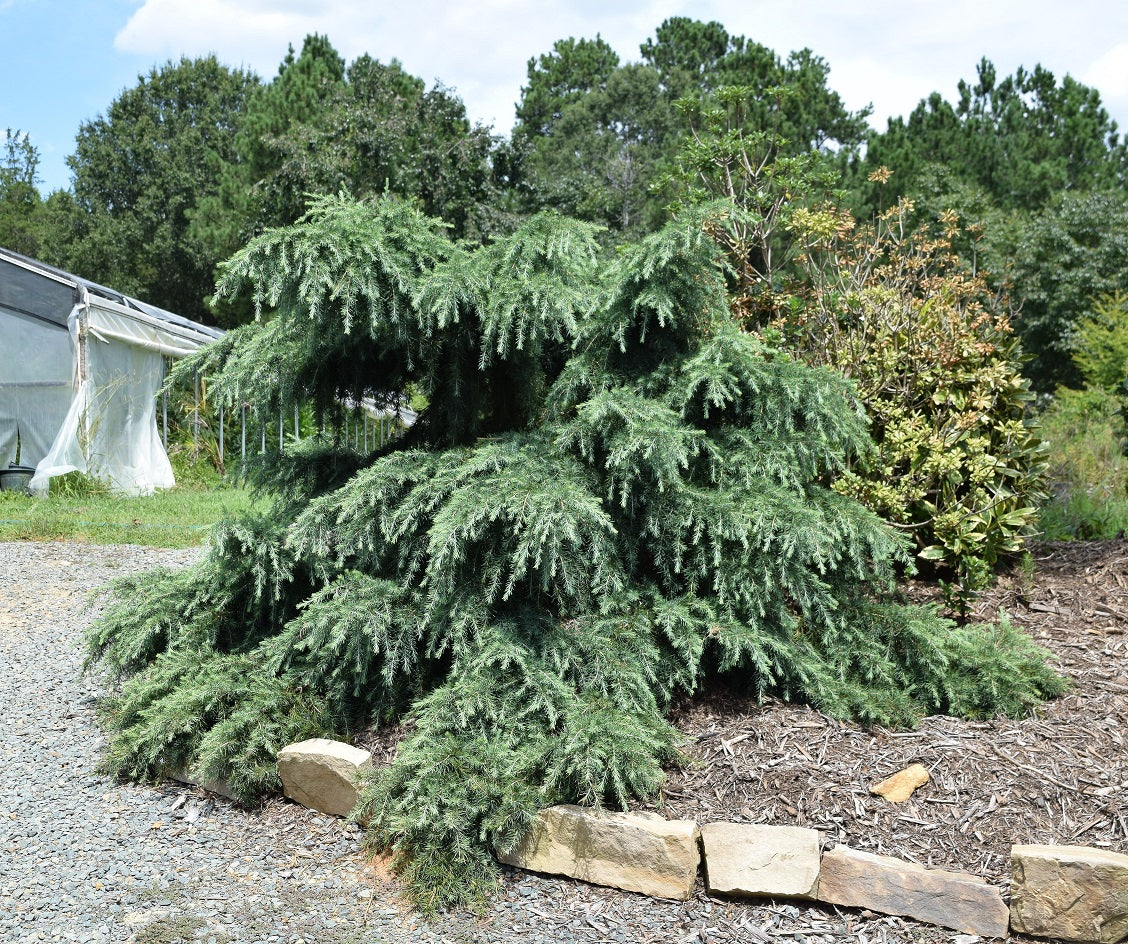 Cedrus deodara 'Feelin Blue'