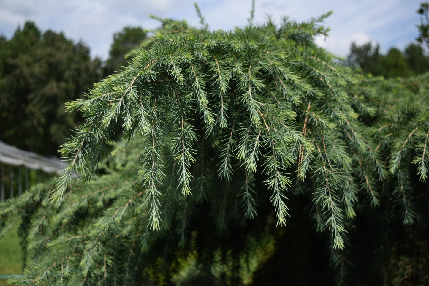 Cedrus deodara 'Feelin Blue'