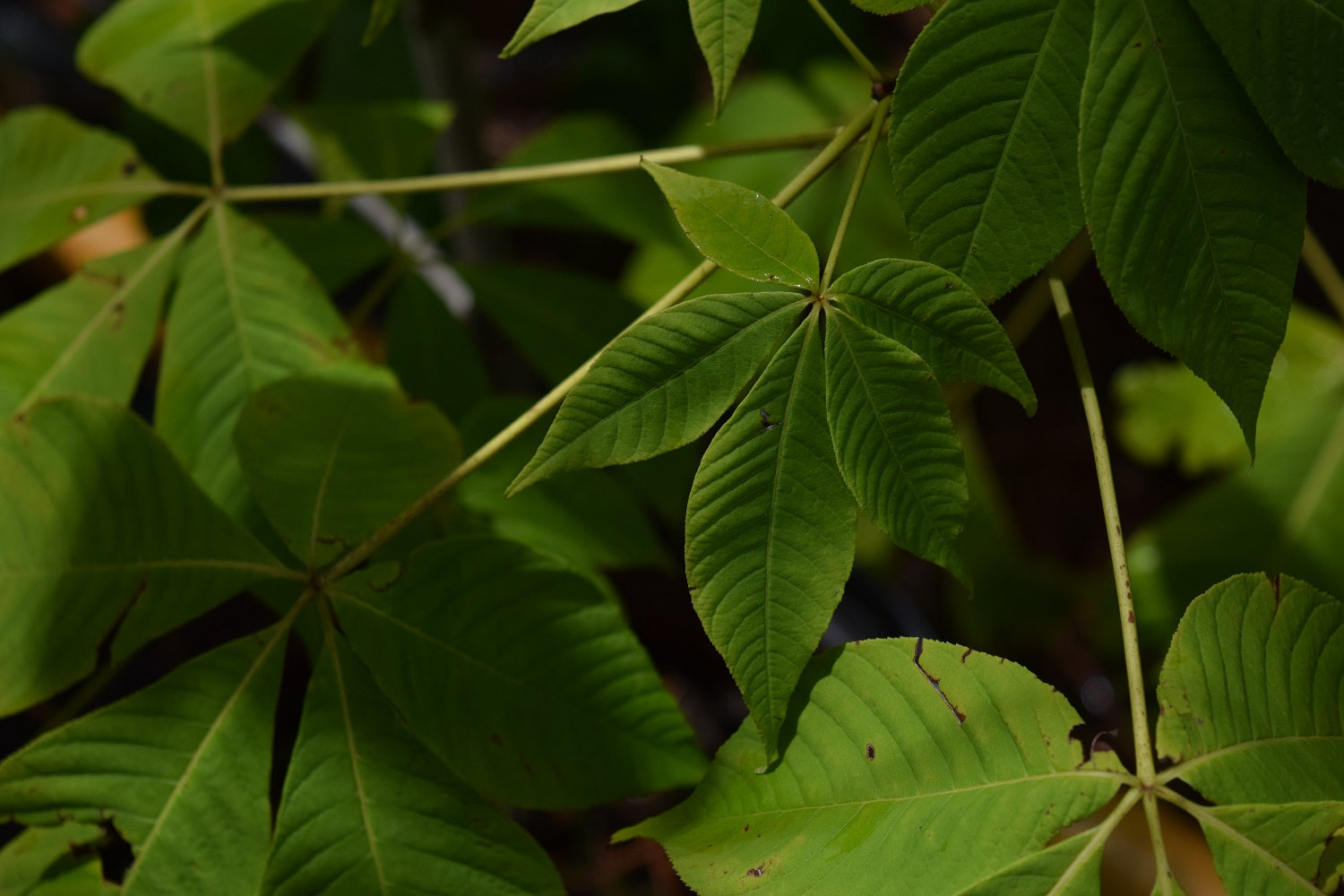 Aesculus parviflora, Pick-up ONLY at Camellia Forest Nursery