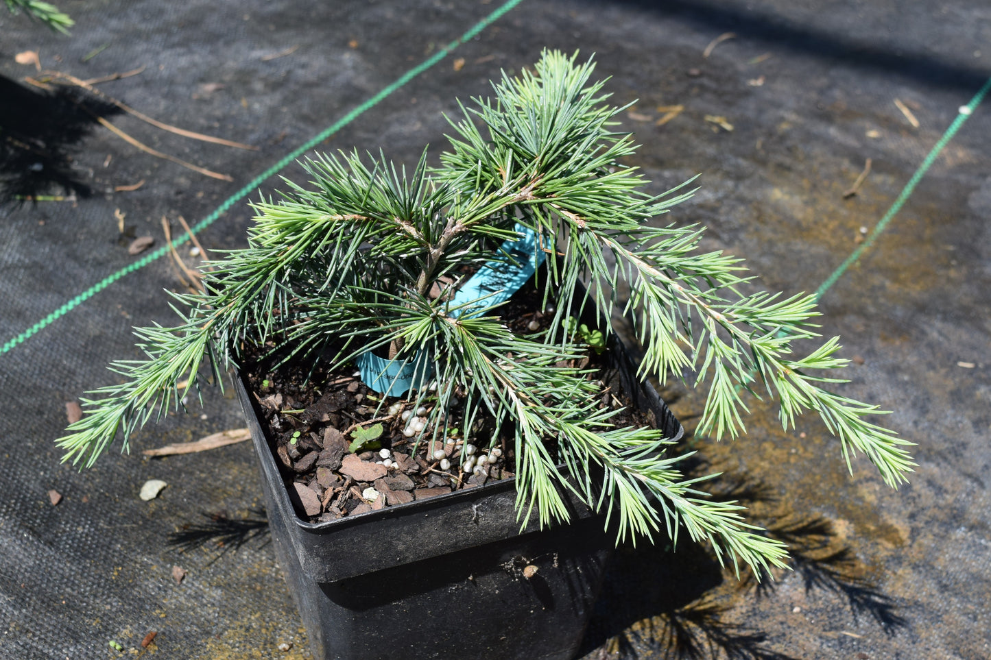 Cedrus deodara 'Feelin Blue'