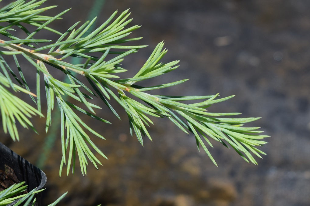 Cedrus deodara 'Feelin Blue'