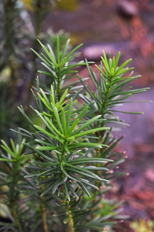 Cephalotaxus harringtonia 'Fastigiata'