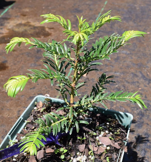 Cephalotaxus oliveri