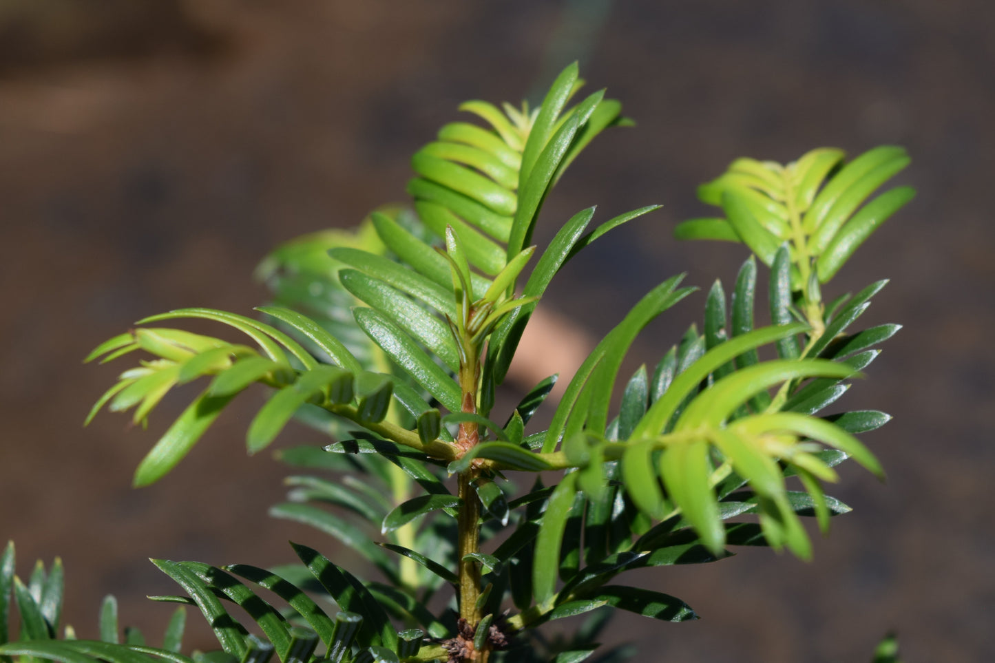 Cephalotaxus oliveri