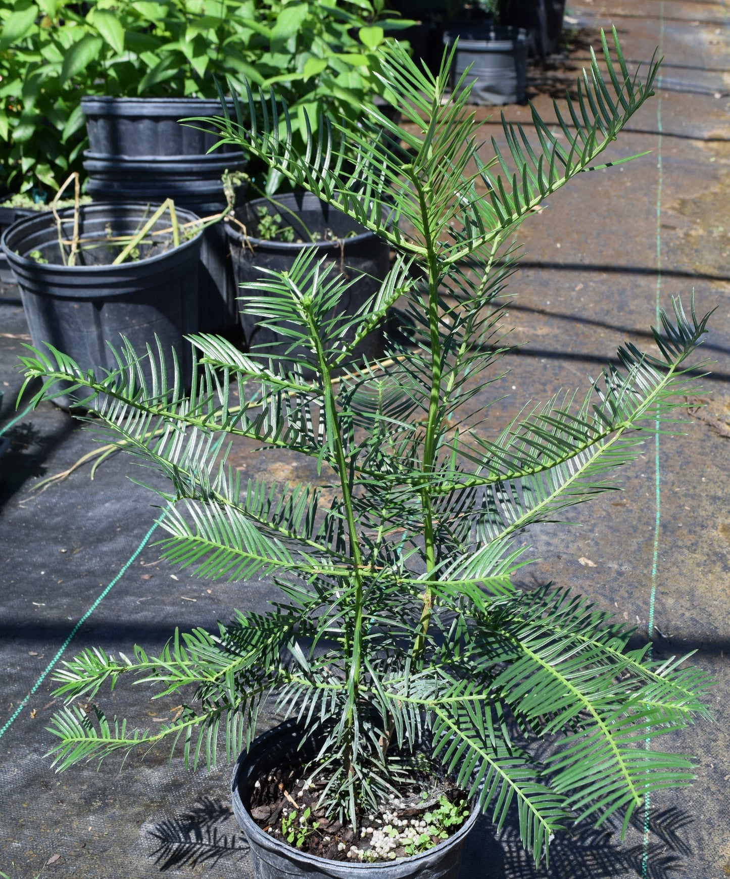 Cephalotaxus harringtonia