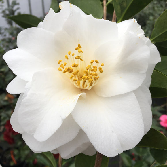 Camellia japonica 'Daijokan'