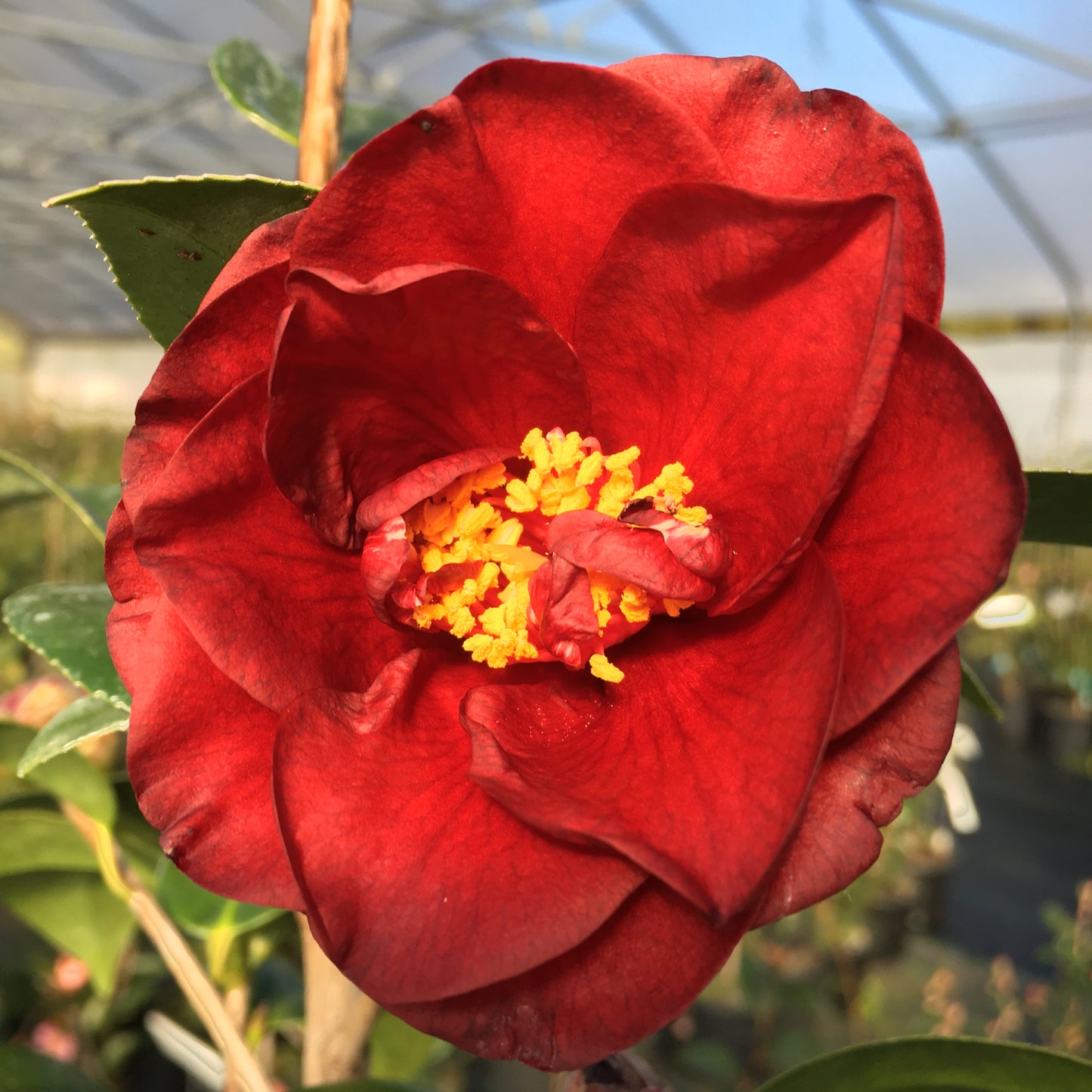 Camellia x 'Dancing Blaze'