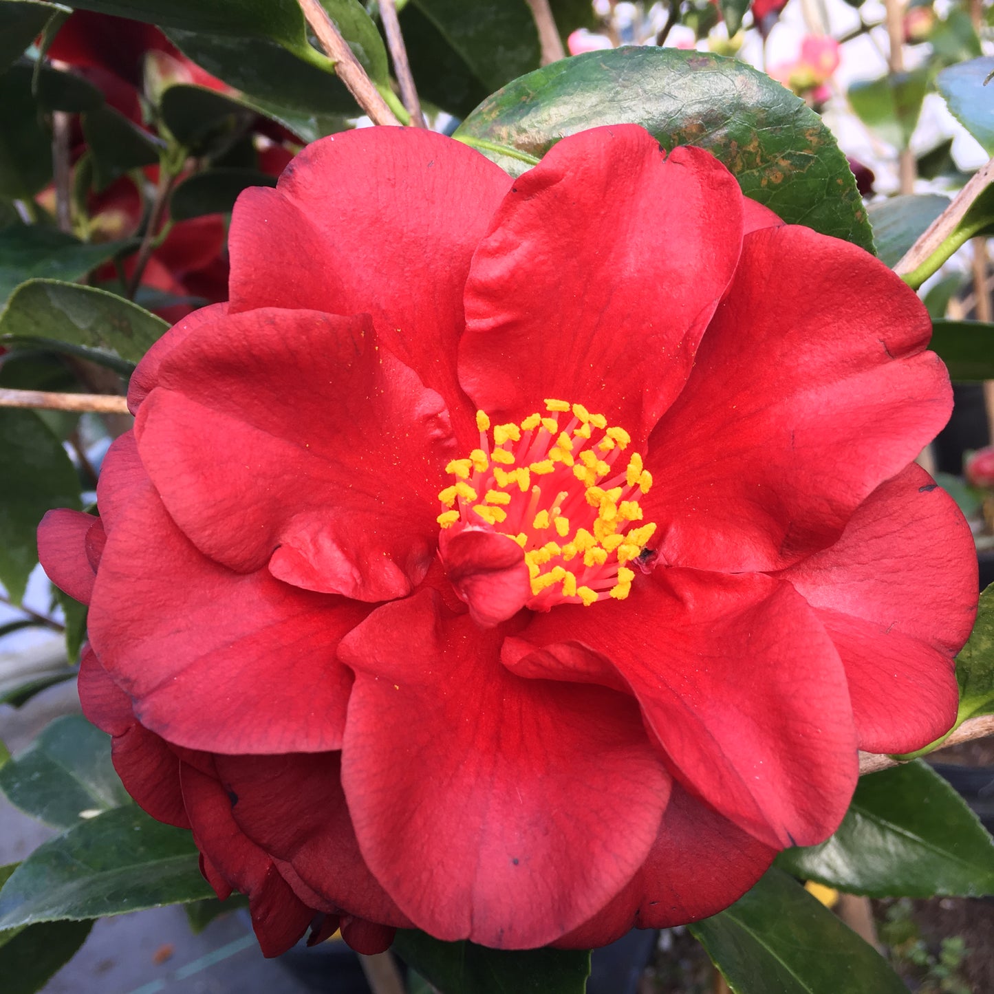 Camellia x 'Dancing Blaze'