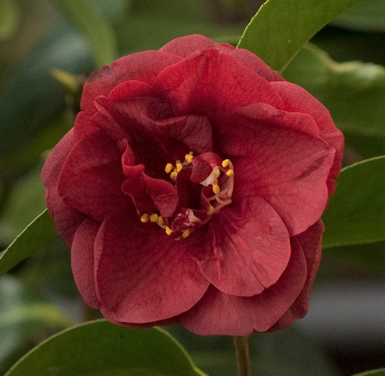 Camellia x 'Dancing Blaze'