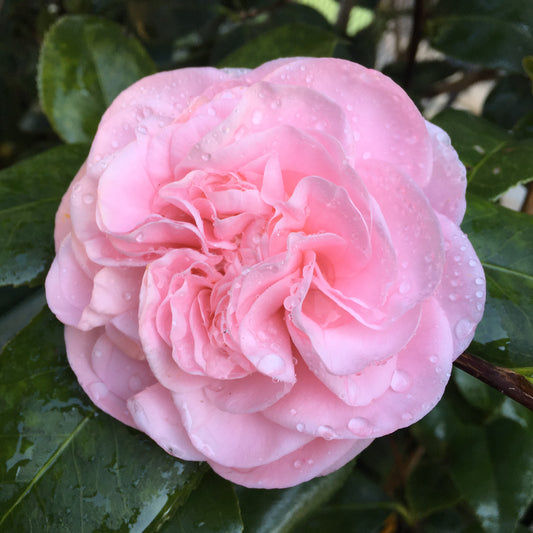 Camellia japonica 'Debutante'