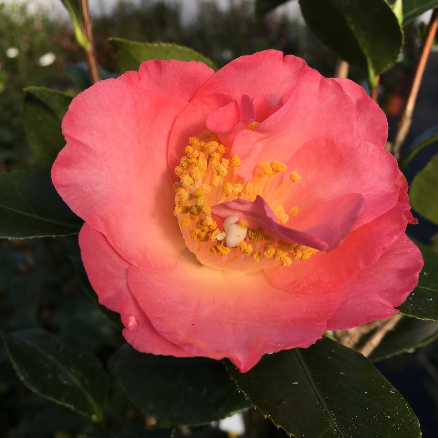 Camellia japonica 'Demi-Tasse'