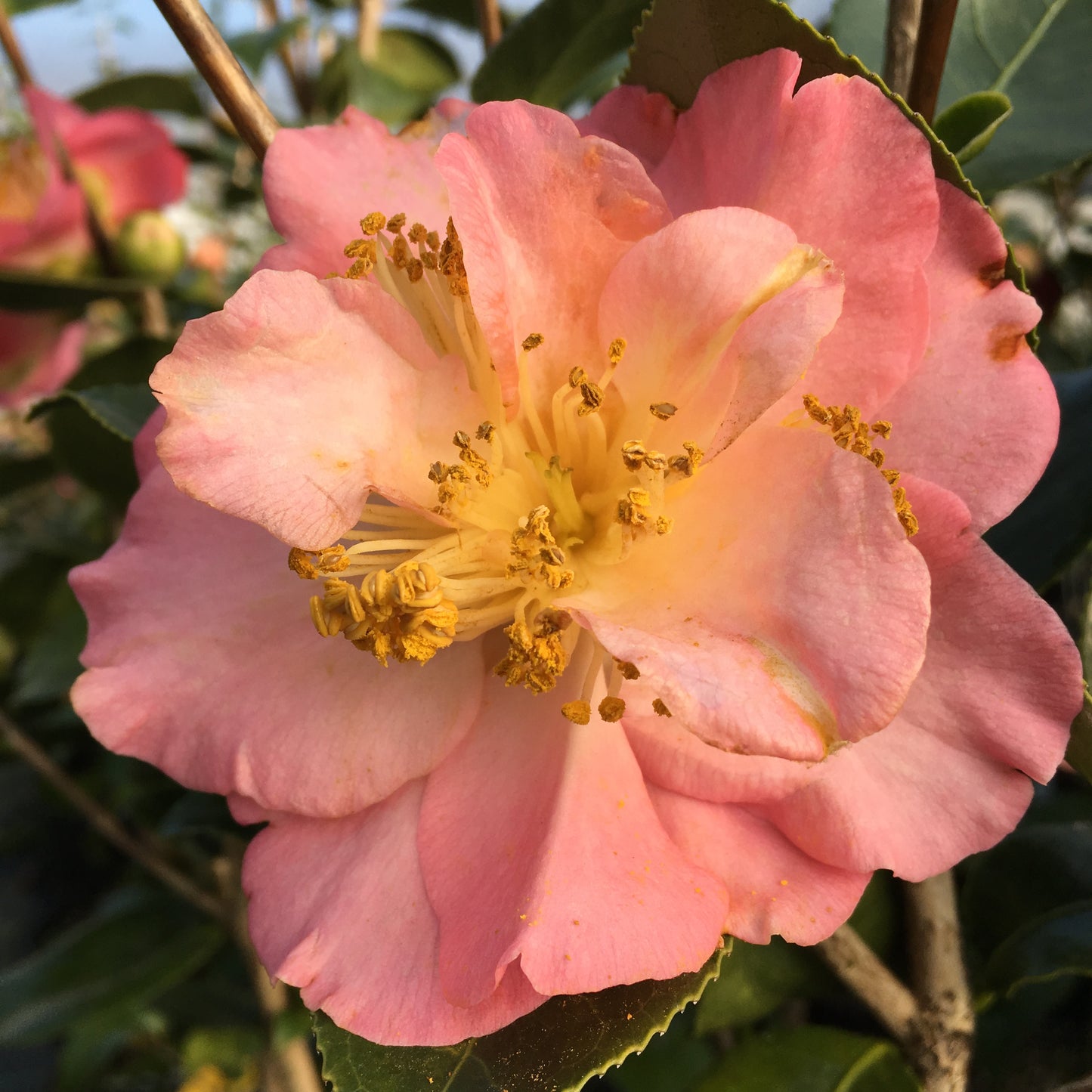 Camellia japonica 'Demi-Tasse'