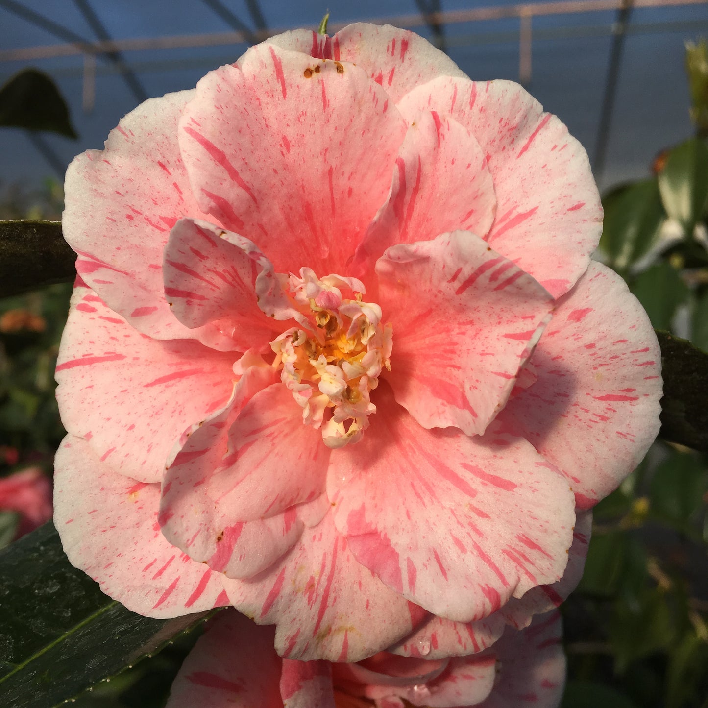 Camellia japonica 'Destiny'