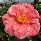 Camellia japonica 'Destiny'