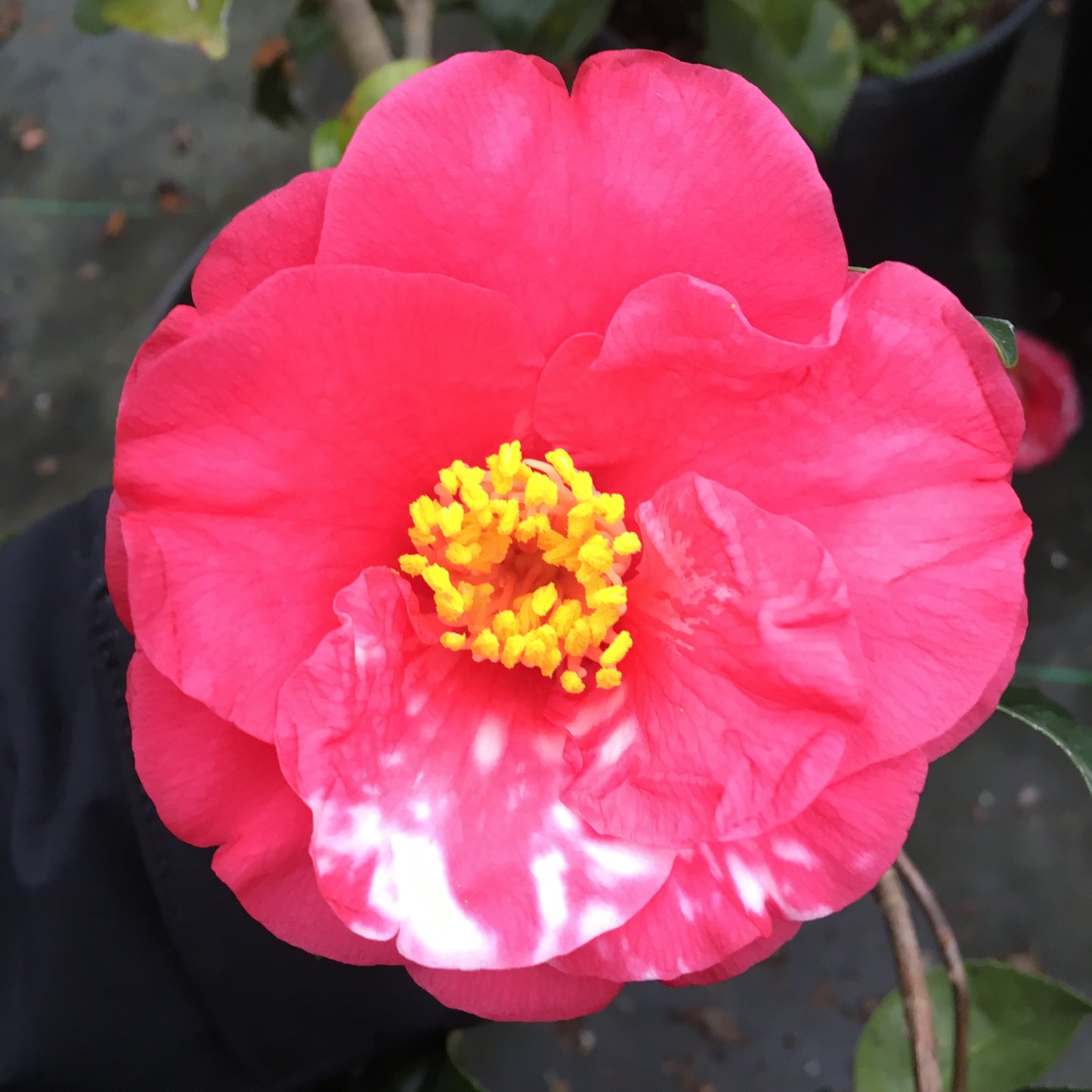 Camellia japonica 'Doncklaeri'