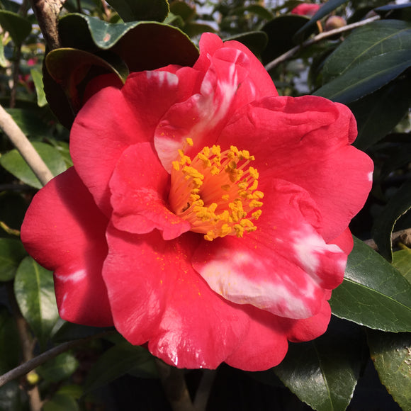 Camellia japonica 'Doncklaeri'