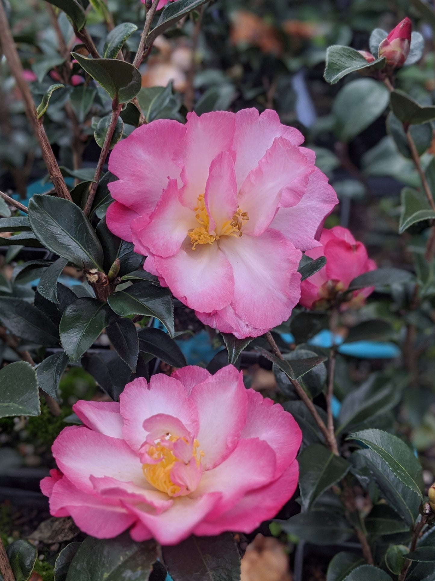 Camellia sasanqua 'Double Rainbow'