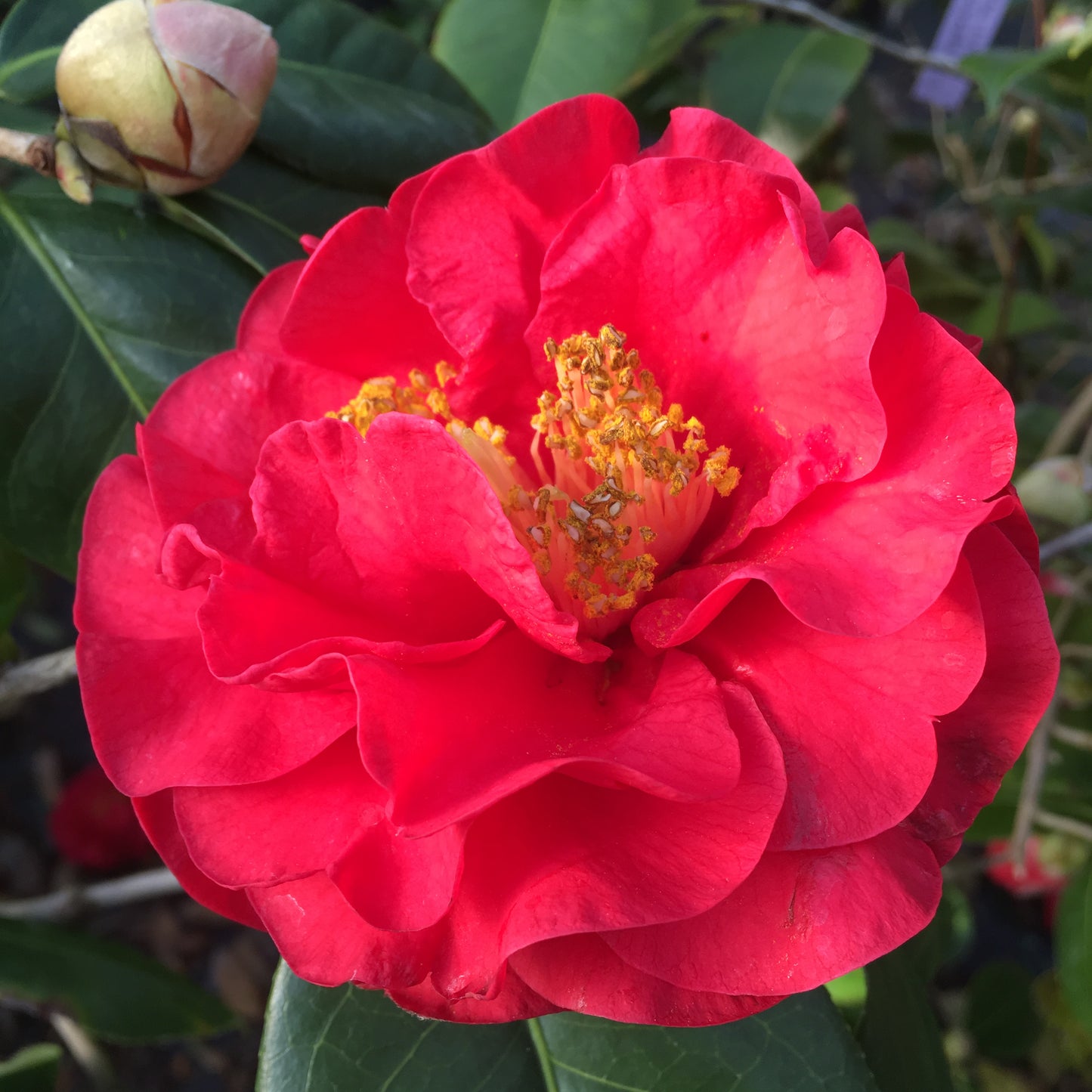 Camellia x 'Dr. Clifford Parks'