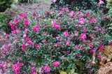 Camellia sasanqua 'Dwarf Shishi'