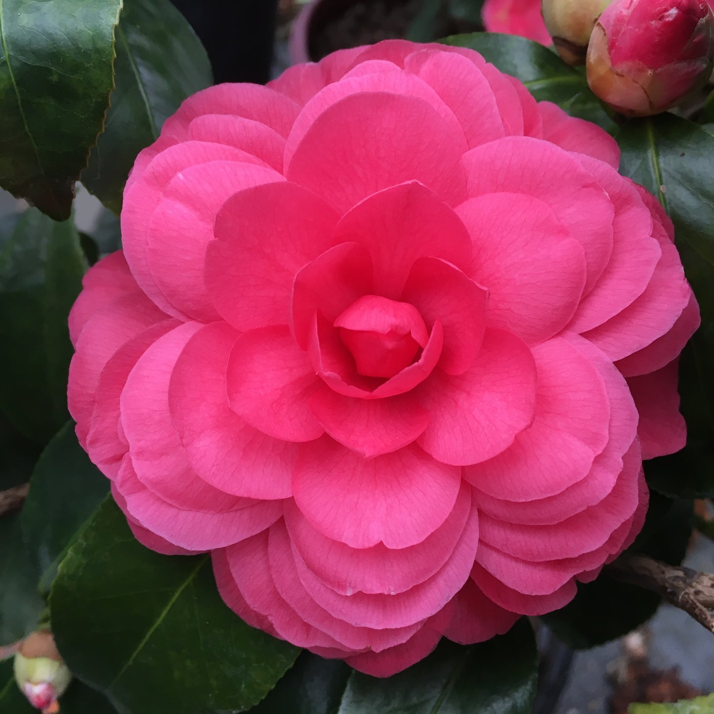 Camellia japonica 'Early Autumn'