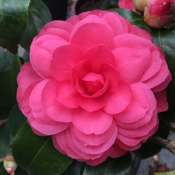 Camellia japonica 'Early Autumn'