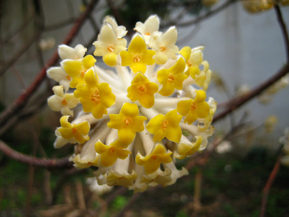 Edgeworthia chrysantha 'Winter Gold'