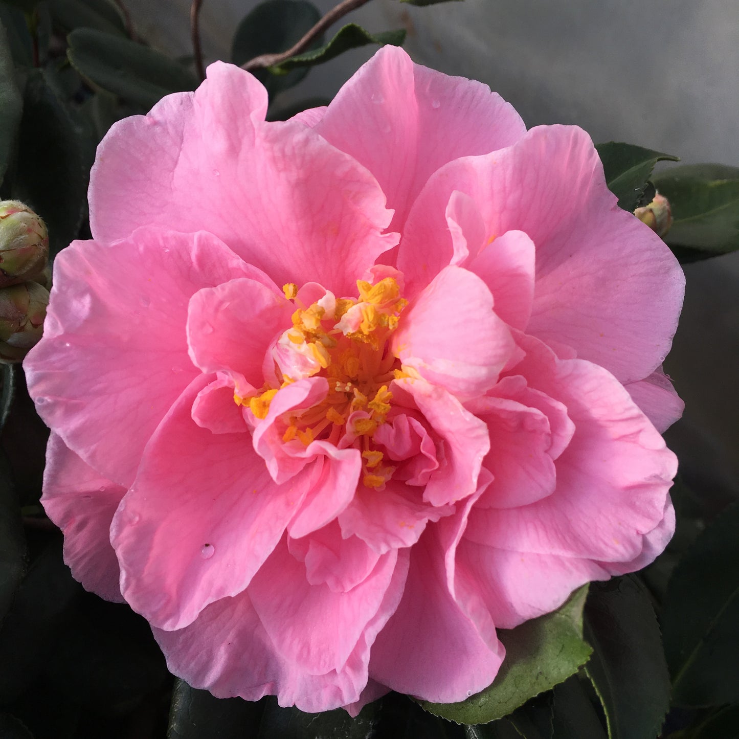 Camellia x vernalis 'Egao Corkscrew'