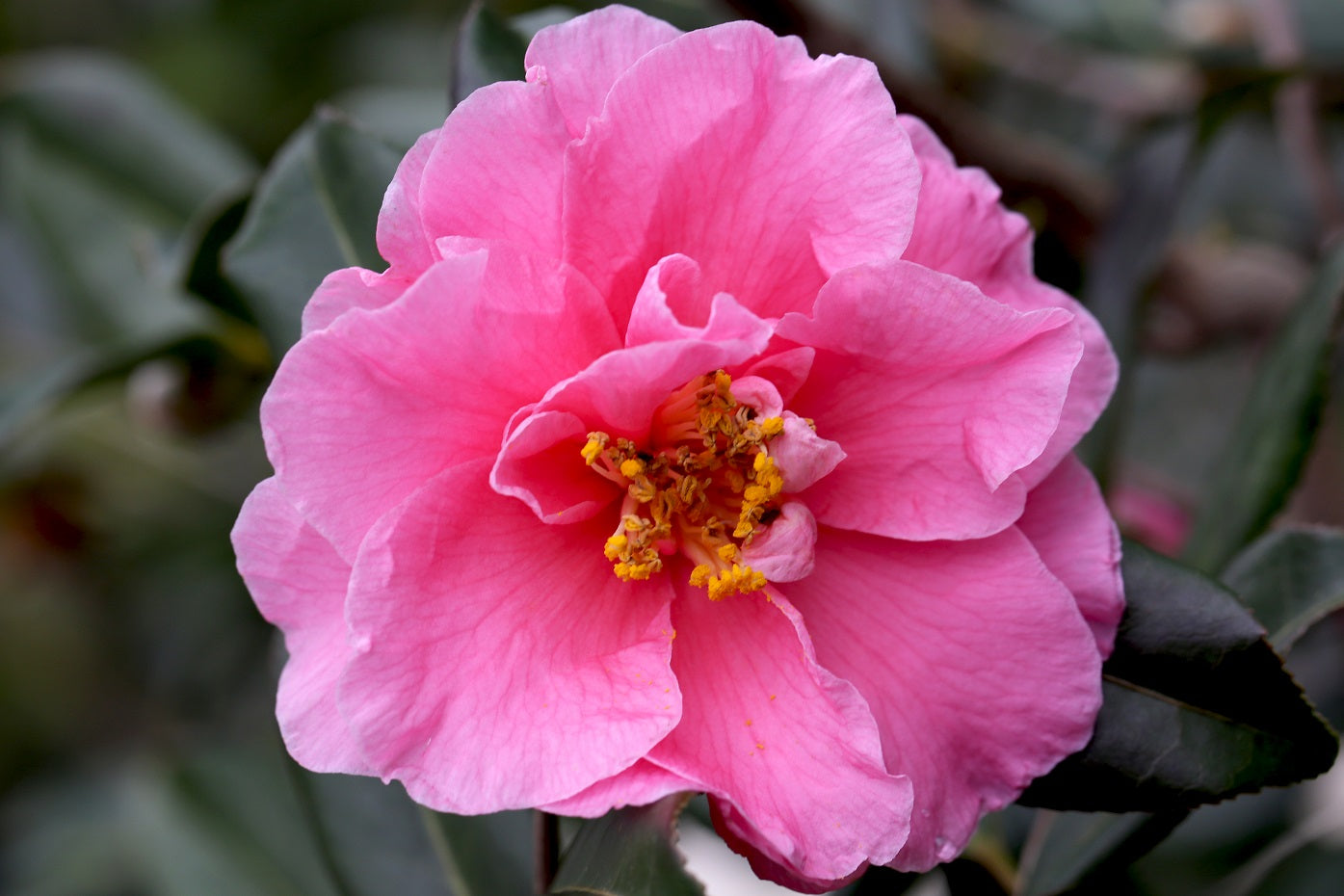 Camellia x vernalis 'Egao Corkscrew'