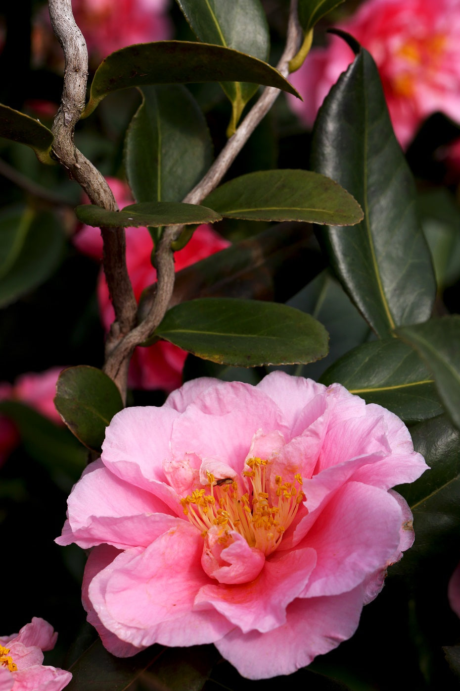 Camellia x vernalis 'Egao Corkscrew'