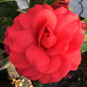 Camellia japonica 'El Rojo'