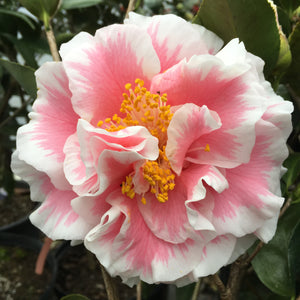 Camellia japonica 'Elizabeth Dowd'