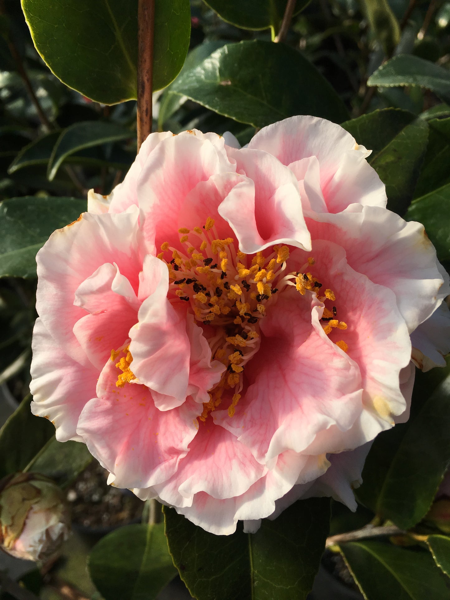 Camellia japonica 'Elizabeth Dowd'