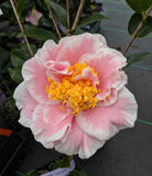 Camellia japonica 'Elizabeth Dowd'