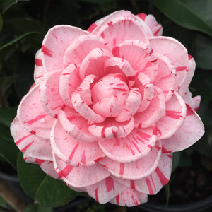 Camellia japonica 'Ellen Daniel'