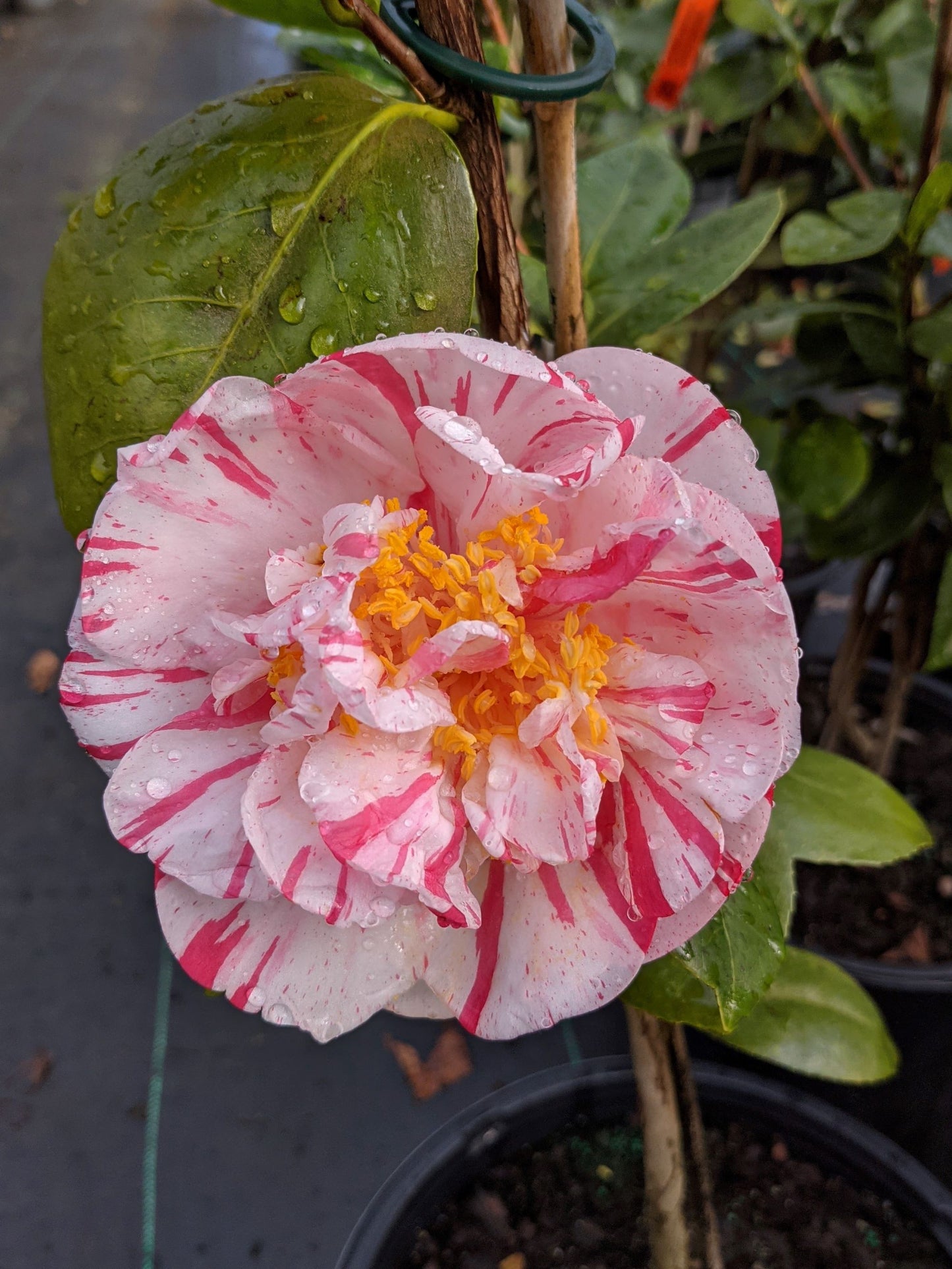 Camellia x 'Extravaganza'