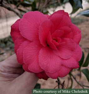 Camellia japonica 'Flowerwood'